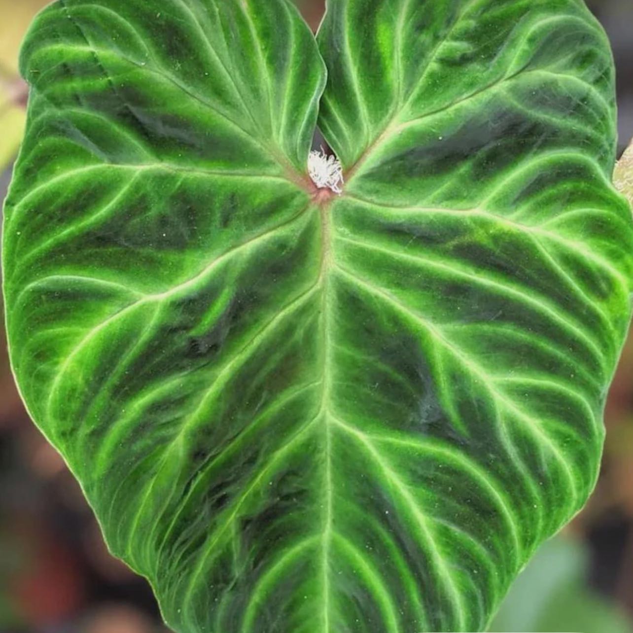 Photo of the plant species Philodendron 'Verrucosum' by @DesirousJade27 named Verrucosum on Greg, the plant care app