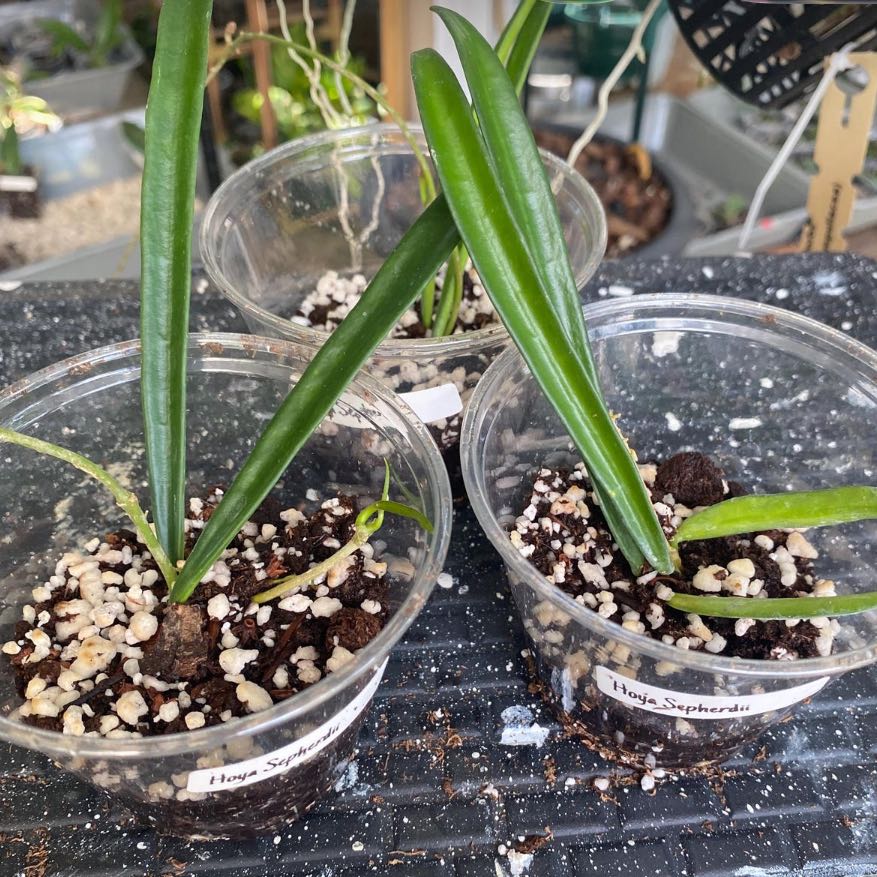 Photo of the plant species Narrow-Leaved Hoya by @DesirousJade27 named Shepherdii on Greg, the plant care app