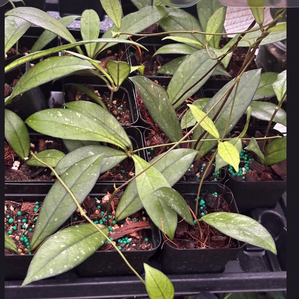Photo of the plant species Hoya crassipetiolata by @DesirousJade27 named Crassipetiolata on Greg, the plant care app