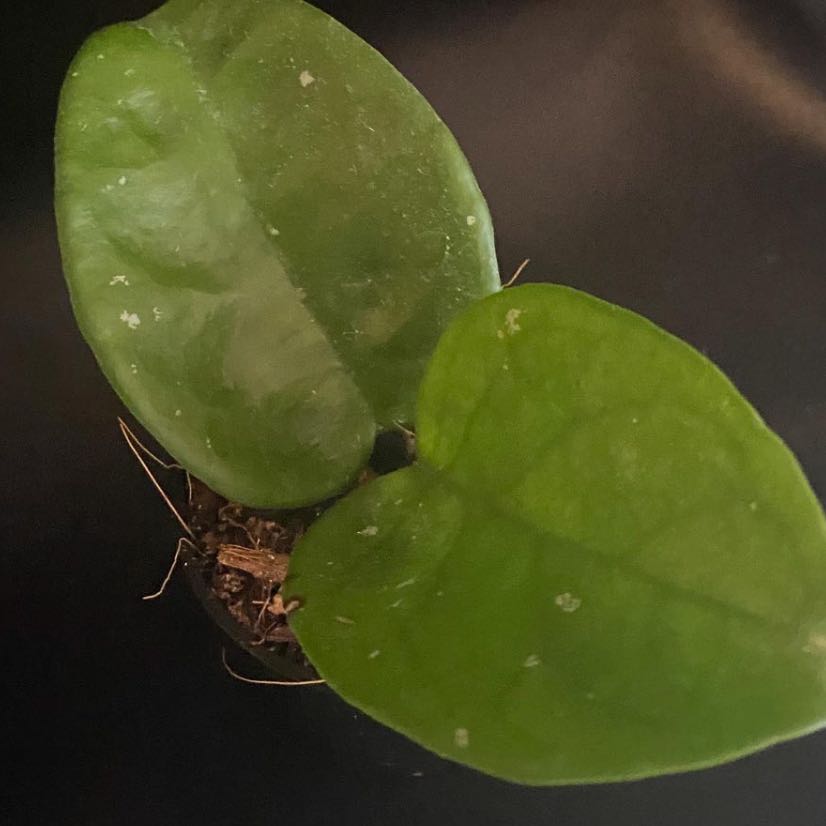 Photo of the plant species Hoya 'Krinkle 8' by @DesirousJade27 named Krinkle on Greg, the plant care app