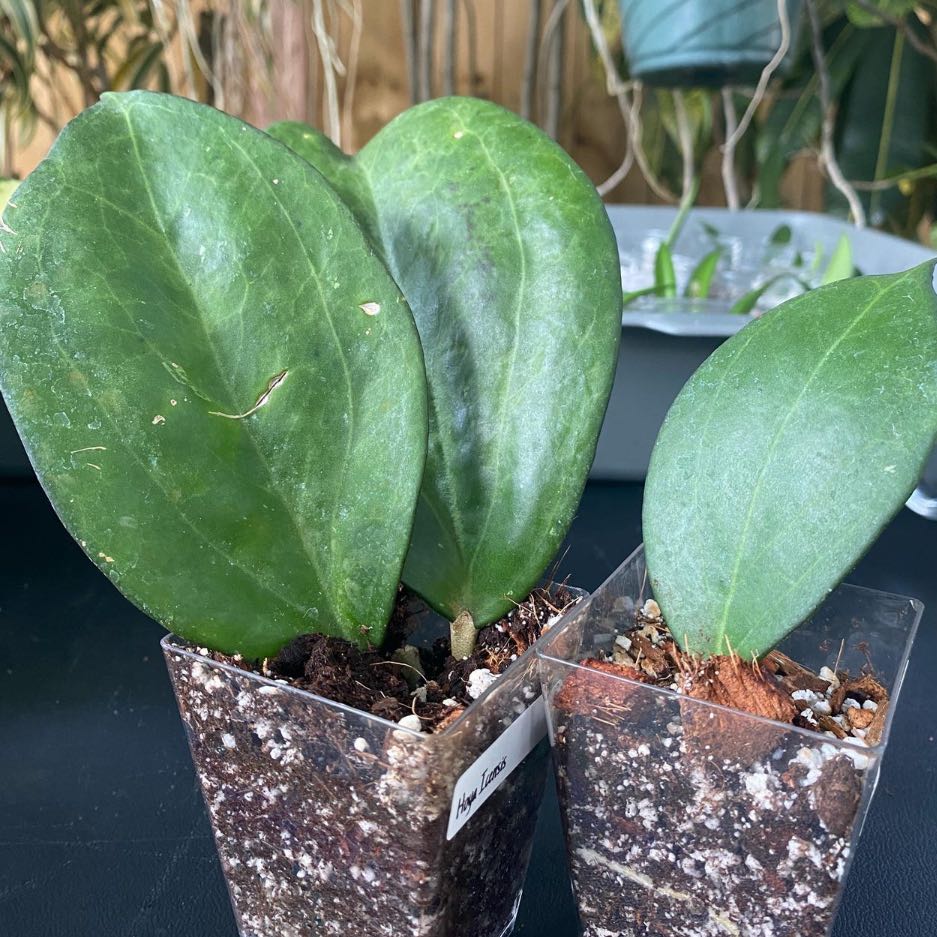 Photo of the plant species Hoya patcharawalai023 by @DesirousJade27 named Icensis on Greg, the plant care app