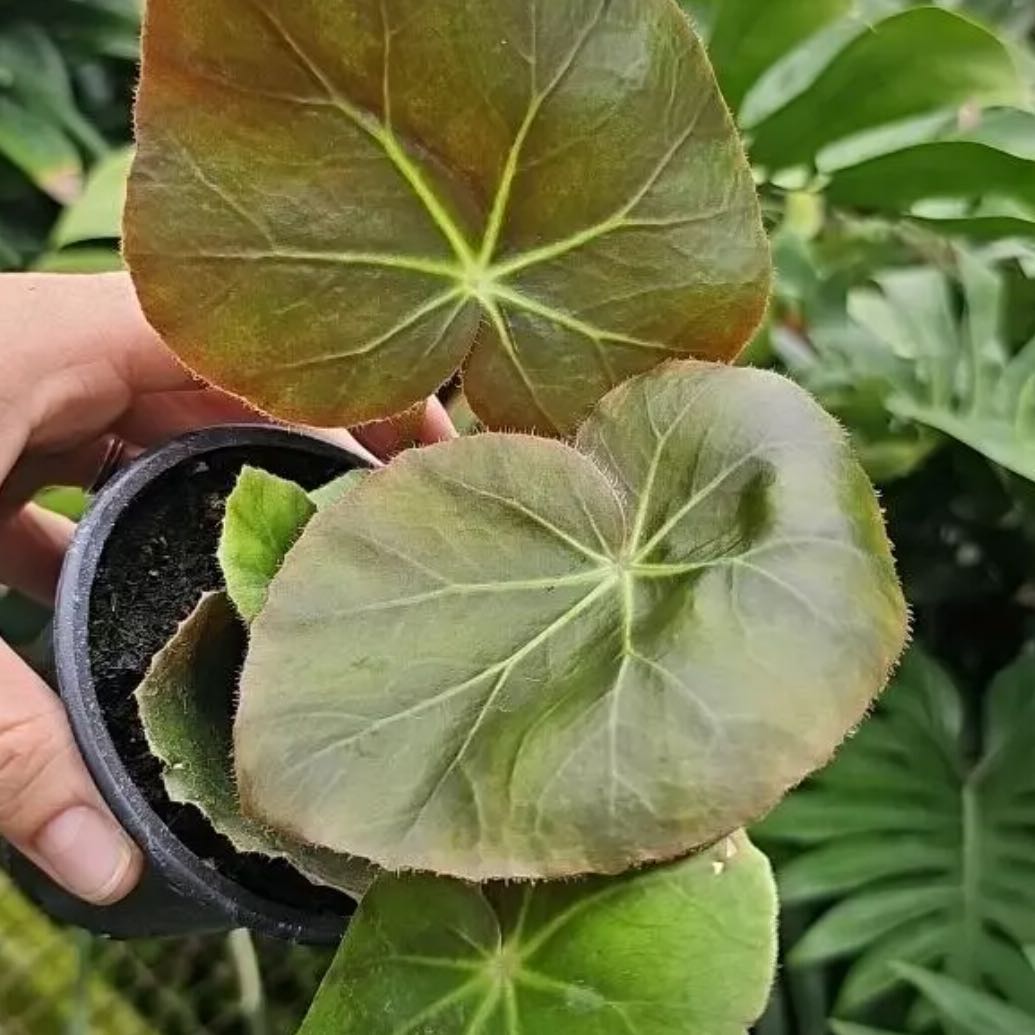 Photo of the plant species Beefsteak Begonia by @DesirousJade27 named Beefsteak on Greg, the plant care app