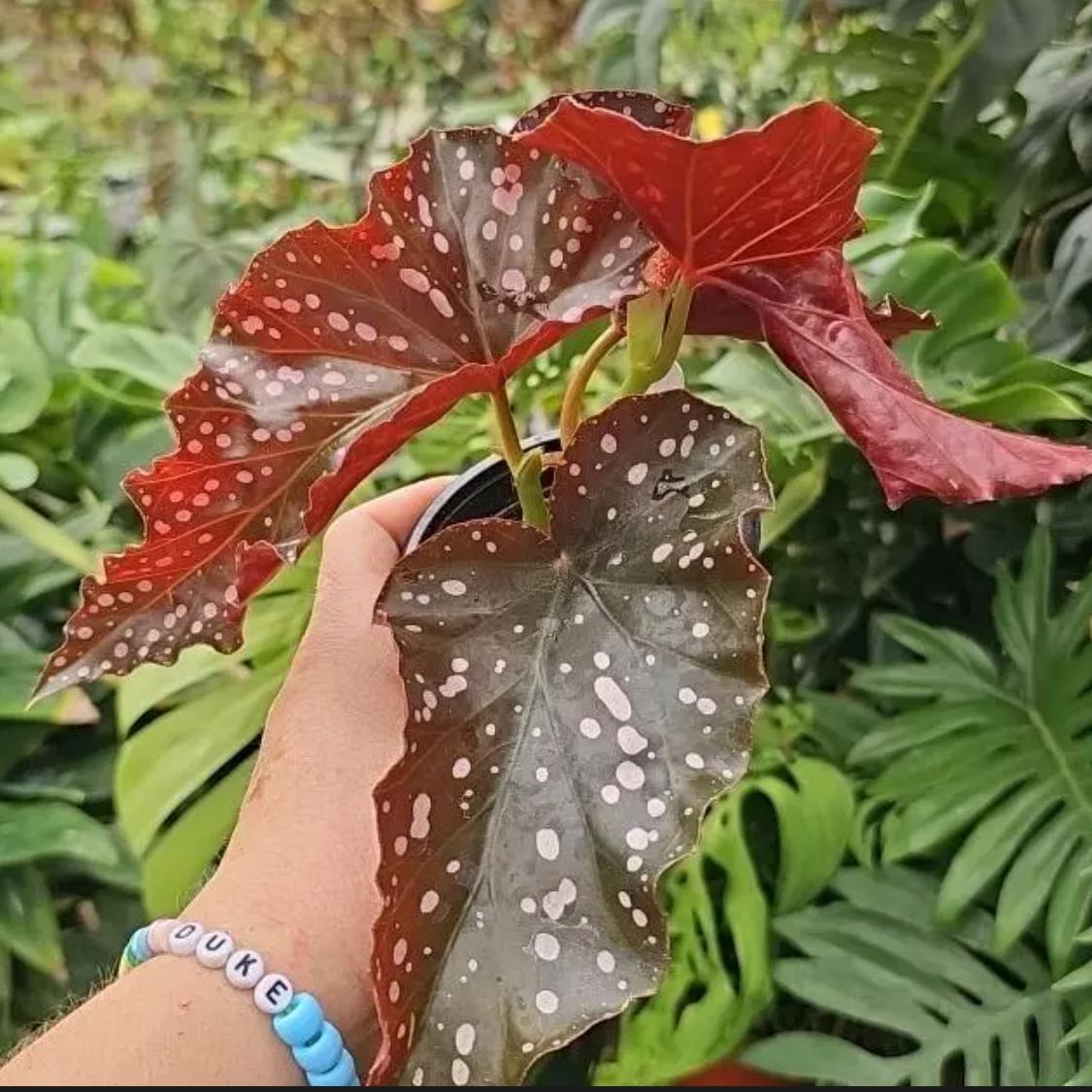 Photo of the plant species Begonia Cracklin Rosie by @DesirousJade27 named Cracklin Rosie on Greg, the plant care app
