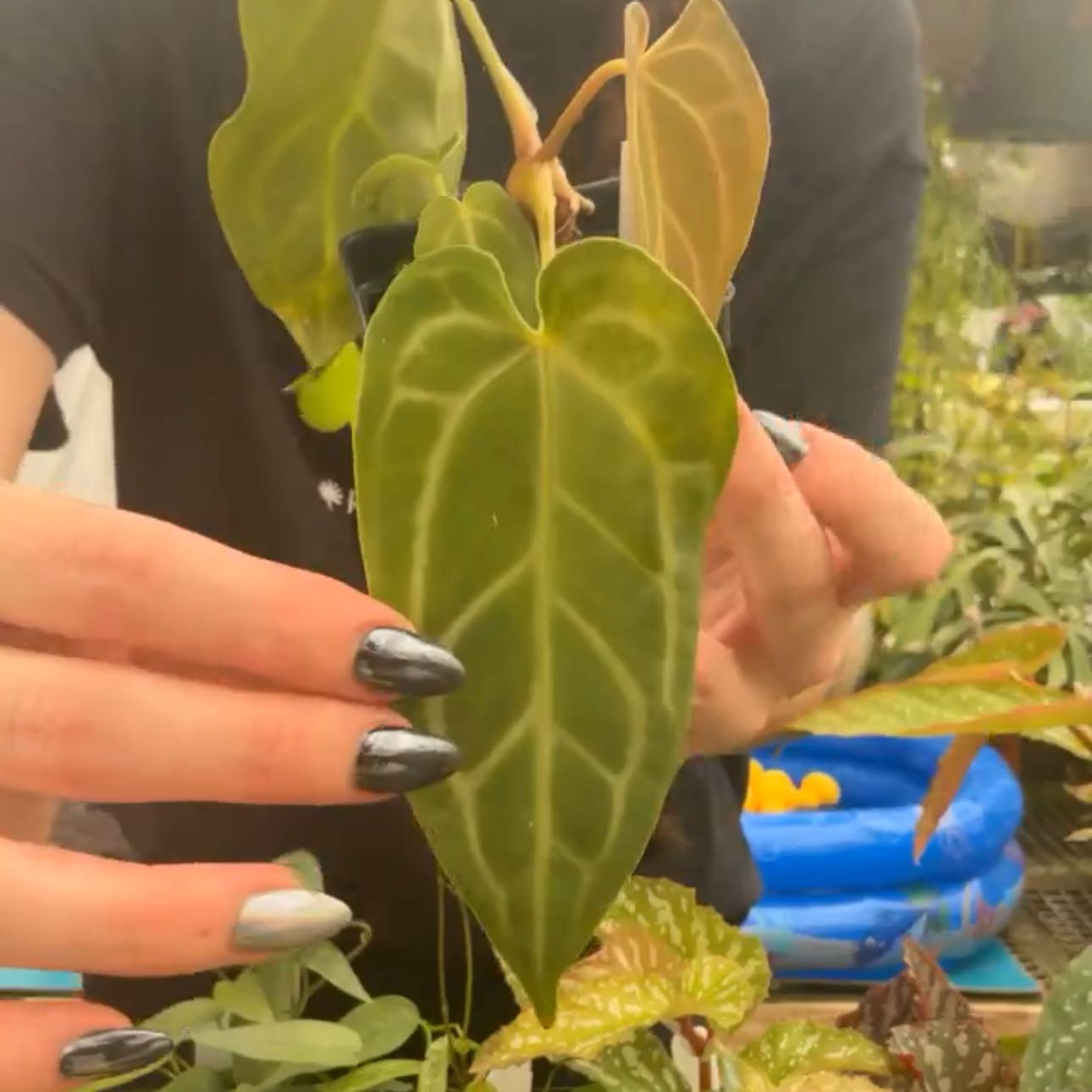 Photo of the plant species Anthurium Hybrid by @DesirousJade27 named Anthurium Bench Hybrid on Greg, the plant care app