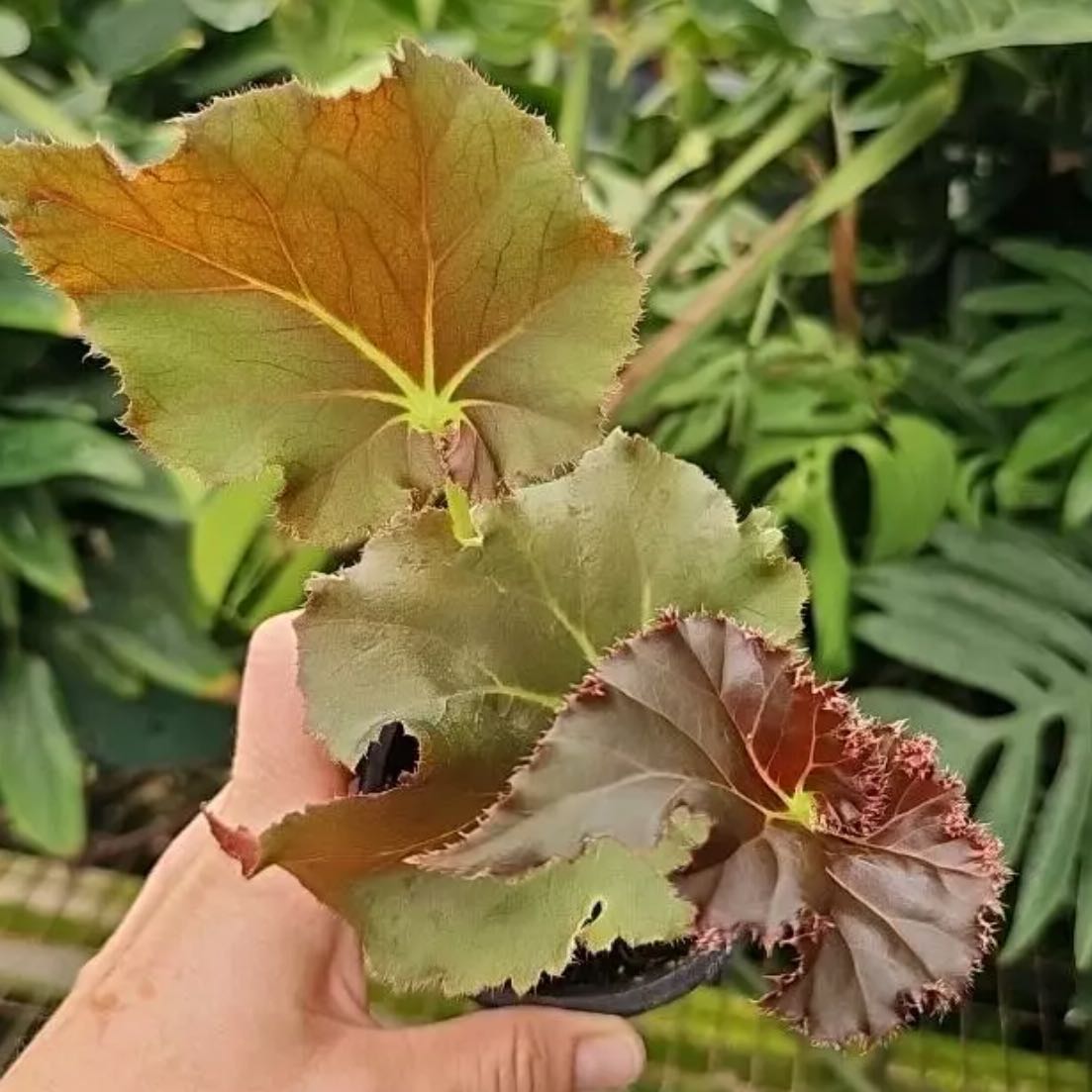 Photo of the plant species Madame Queen by @DesirousJade27 named Madame Queen on Greg, the plant care app