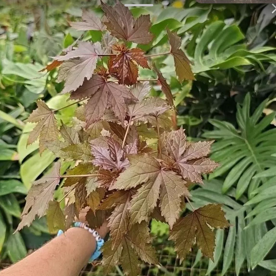 Photo of the plant species Hibiscus acetosella by @DesirousJade27 named Hibiscus Ace on Greg, the plant care app