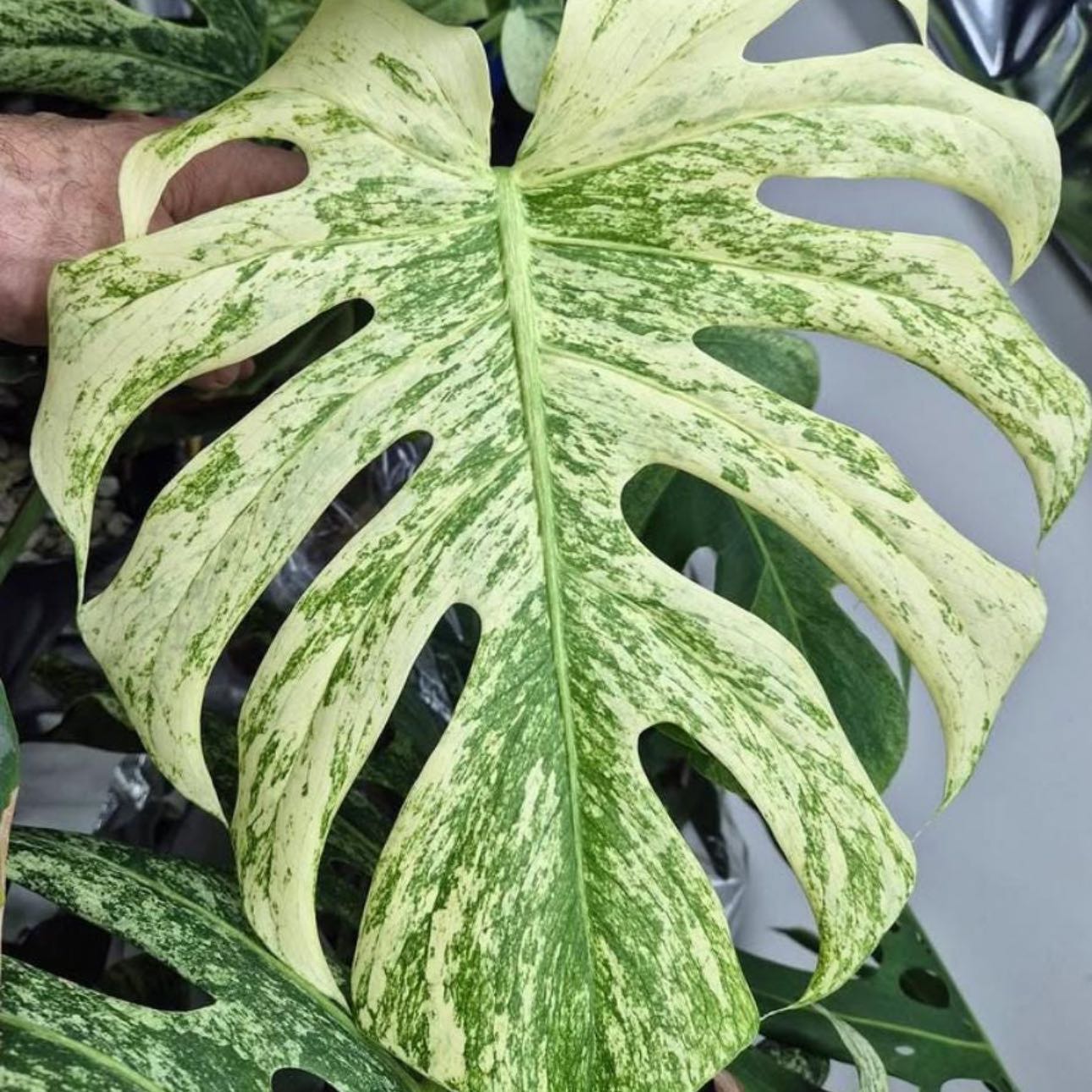 Photo of the plant species Monstera deliciosa 'Mint Variegata' by @DesirousJade27 named Mint Monst on Greg, the plant care app