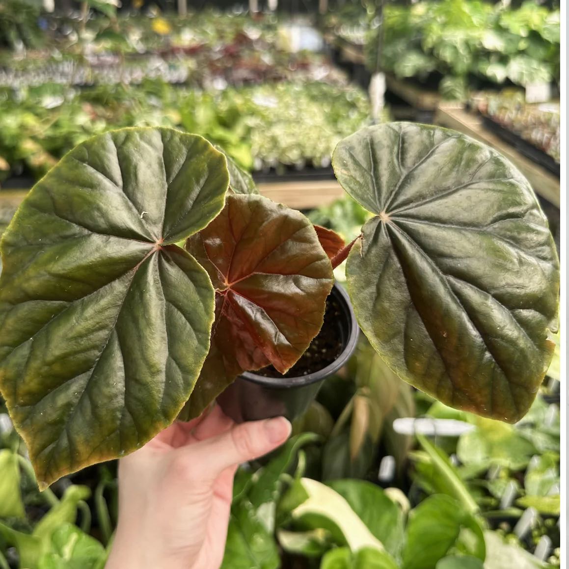 Photo of the plant species Begonia by @DesirousJade27 named Thurstonii on Greg, the plant care app