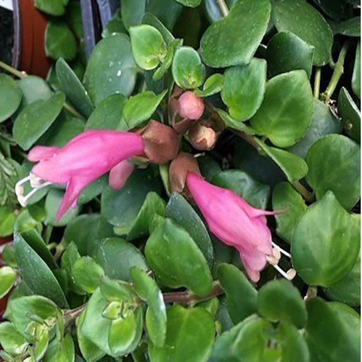 Photo of the plant species Aeschynanthus 'Thai Pink' by @DesirousJade27 named Thai Pink on Greg, the plant care app