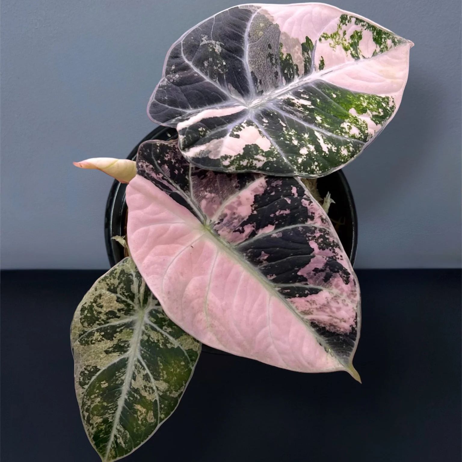 Photo of the plant species Alocasia Black Velvet Pink Variegated by @DesirousJade27 named Black Velvet Pink on Greg, the plant care app