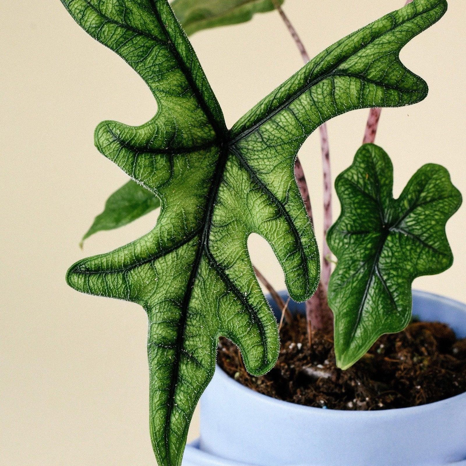 Photo of the plant species Alocasia 'Jacklyn' by @DesirousJade27 named Jacklyn on Greg, the plant care app