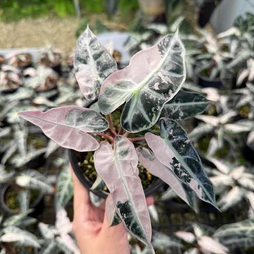 Photo of the plant species Alocasia Pink Bambino by @DesirousJade27 named Pink Bambino on Greg, the plant care app