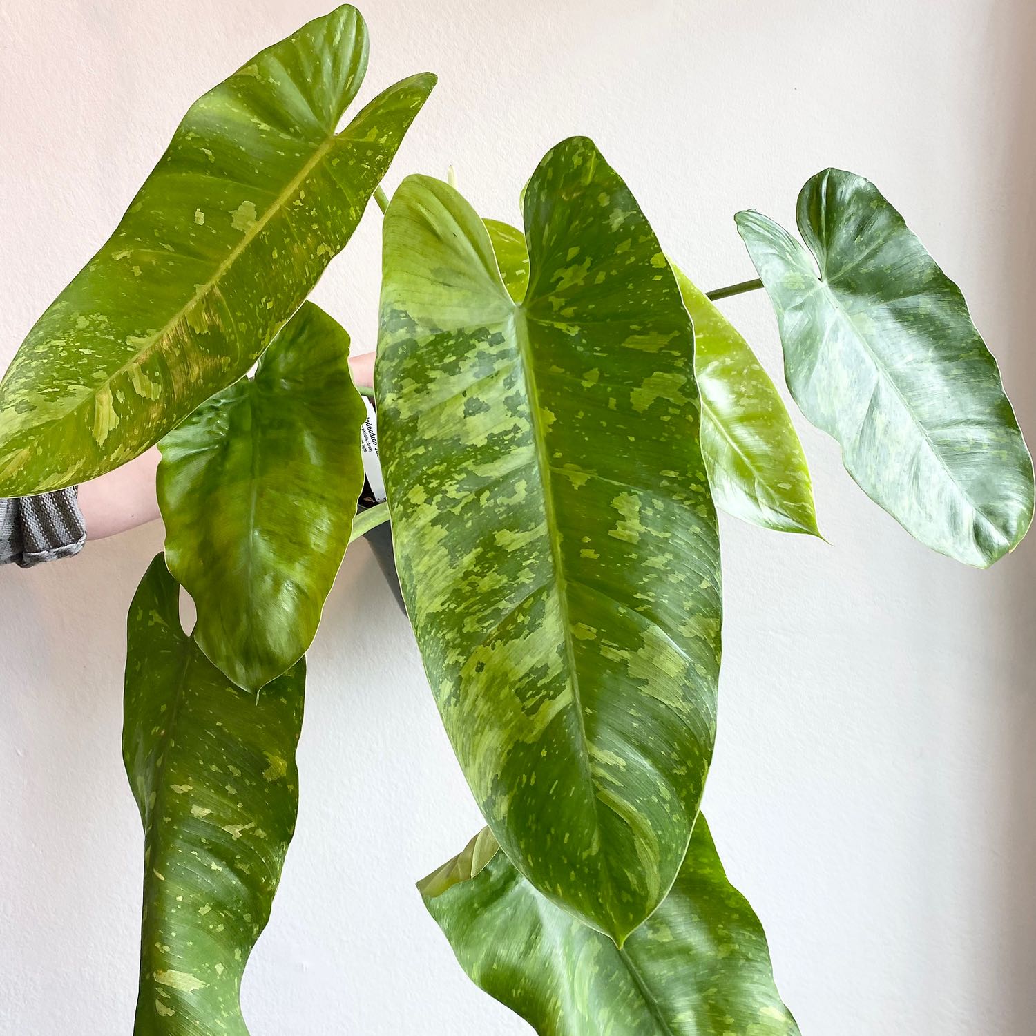 Photo of the plant species Philodendron 'Jose Buono' by @DesirousJade27 named Jose Buono on Greg, the plant care app