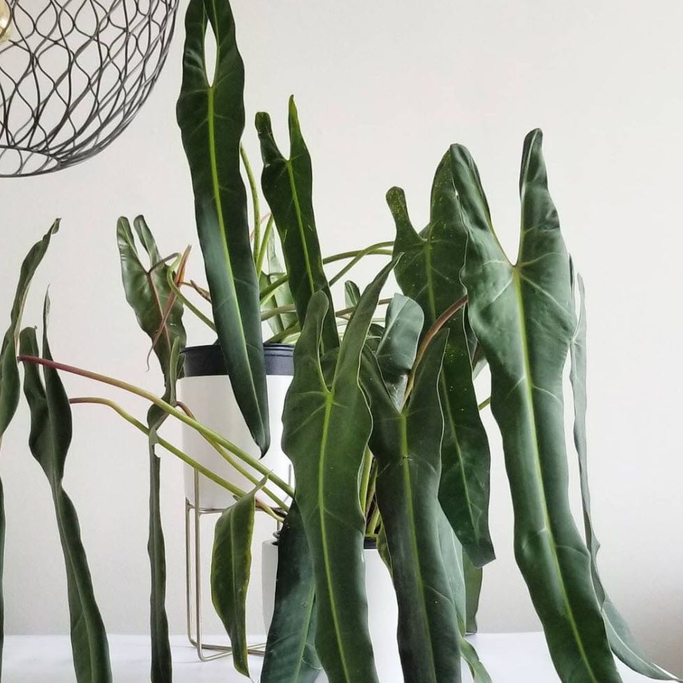 Photo of the plant species Philodendron Spiritus Sancti by @DesirousJade27 named Spiritus Sancti on Greg, the plant care app
