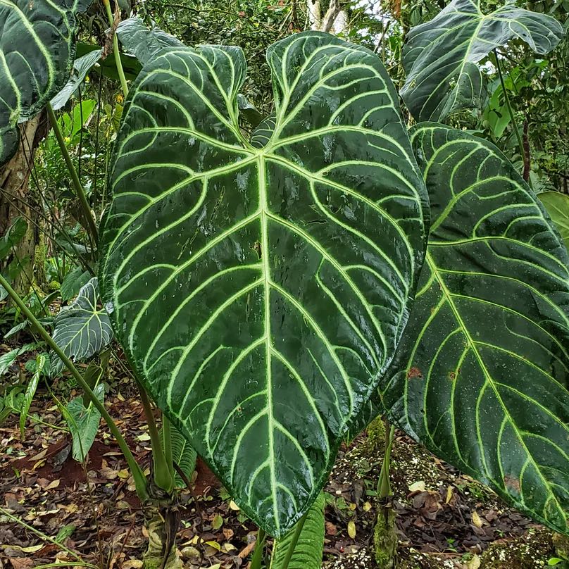 Photo of the plant species Anthurium regale by @DesirousJade27 named Regale on Greg, the plant care app