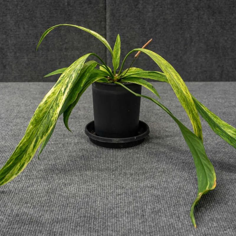 Photo of the plant species Variegated Anthurium Vittarifolium by @DesirousJade27 named Variegated Vittarifolium on Greg, the plant care app