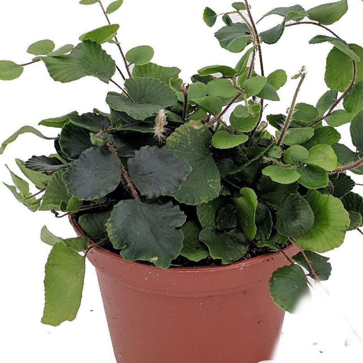 Photo of the plant species Button Fern by @DesirousJade27 named Button Fern on Greg, the plant care app