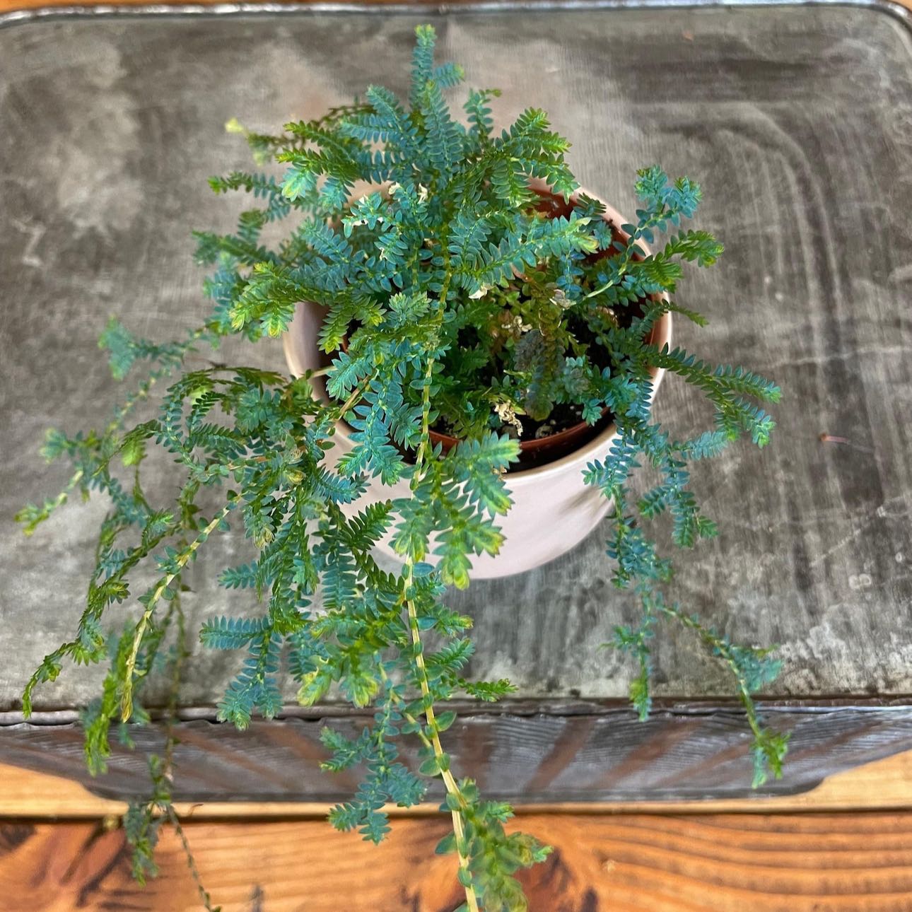 Photo of the plant species Rainbow moss, Peacock fern by @DesirousJade27 named Peacock Fern on Greg, the plant care app