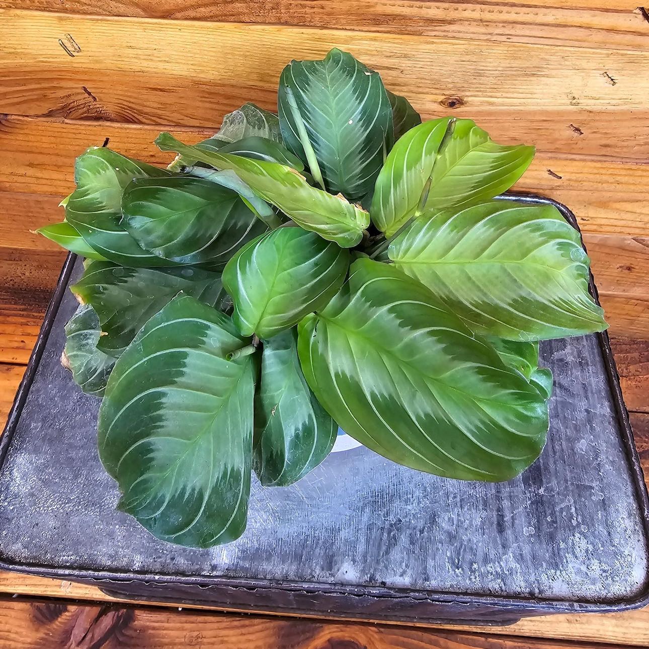 Photo of the plant species Maranta 'Silver Band' by @DesirousJade27 named Silver Band on Greg, the plant care app