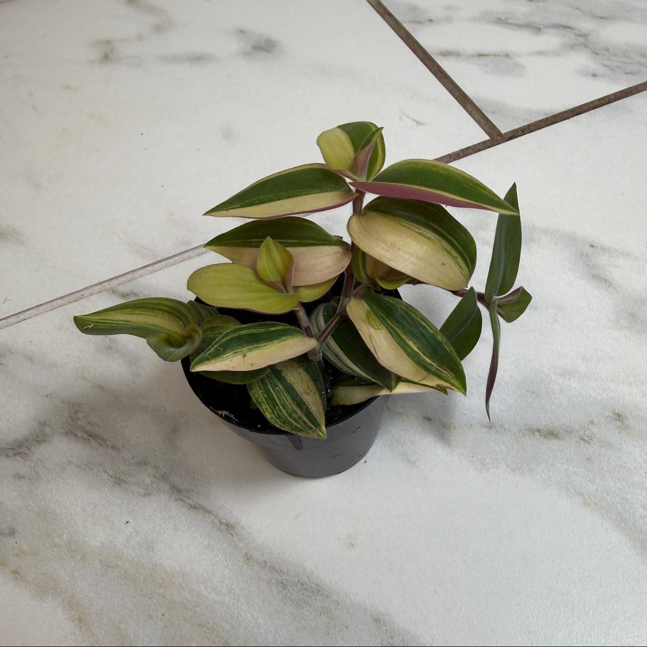 Photo of the plant species Baby Bunny Bellies by @DesirousJade27 named Var Baby Bunny Belliez on Greg, the plant care app