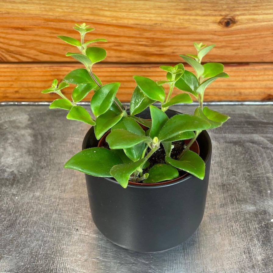 Photo of the plant species Lipstick Plant by @DesirousJade27 named Tricolor on Greg, the plant care app
