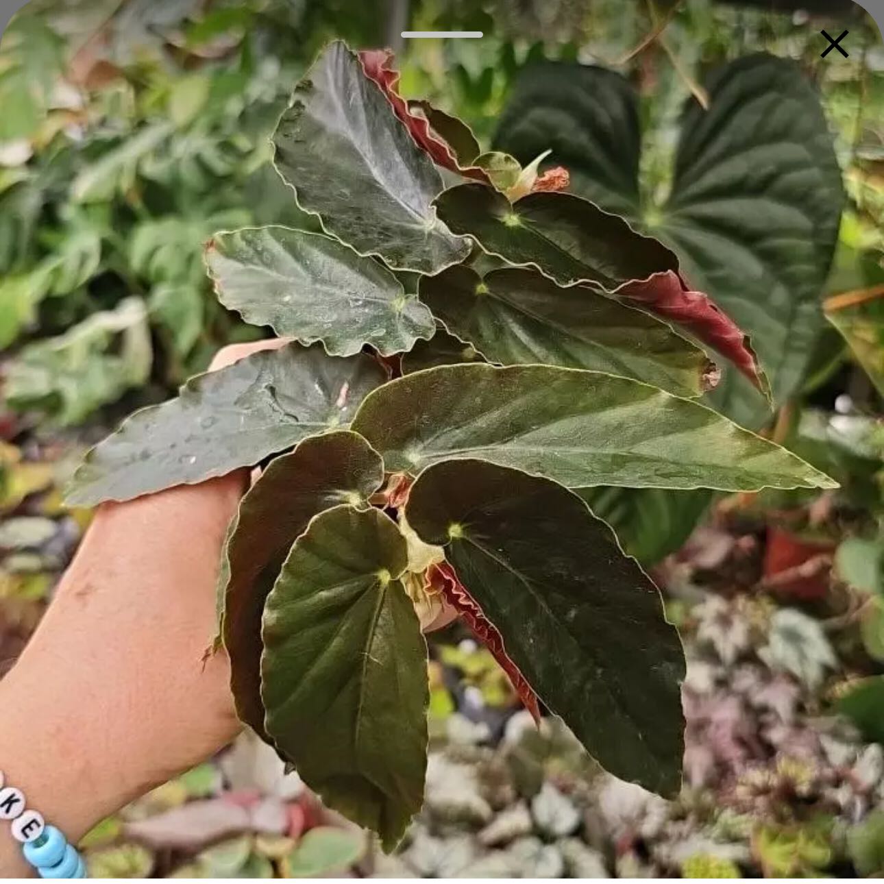Photo of the plant species Begonia 'White Chandelier' by @DesirousJade27 named White Chandelier on Greg, the plant care app