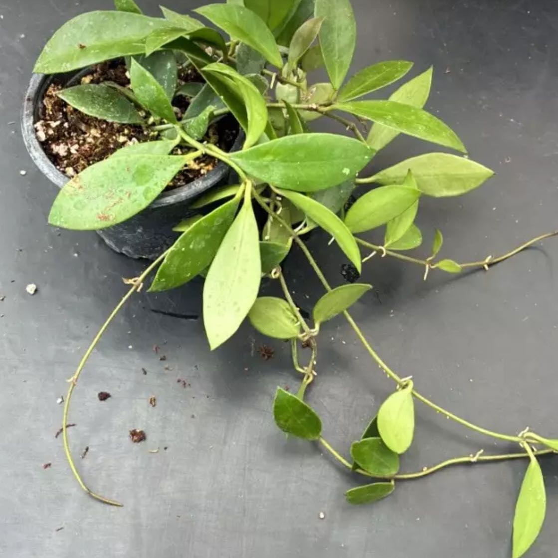 Photo of the plant species Hoya sipitangensis by @DesirousJade27 named Sipitangensis on Greg, the plant care app