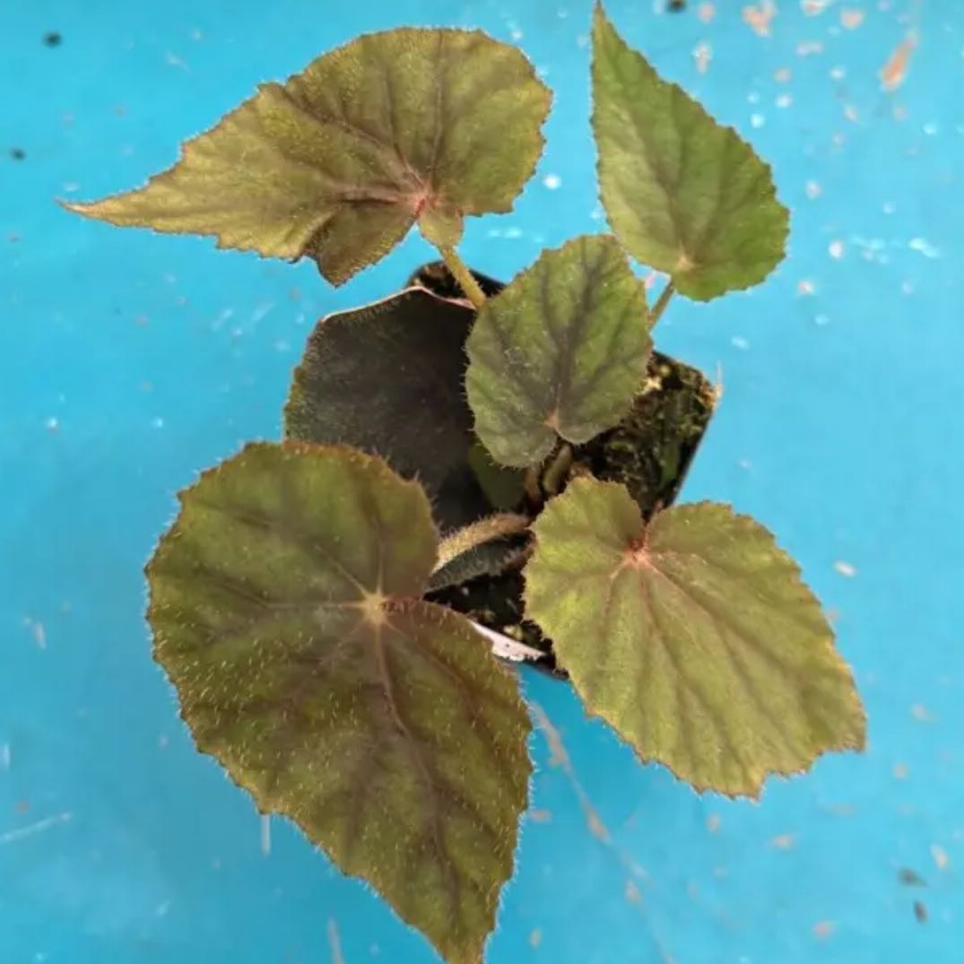 Photo of the plant species Begonia Jovian by @DesirousJade27 named Jovian on Greg, the plant care app