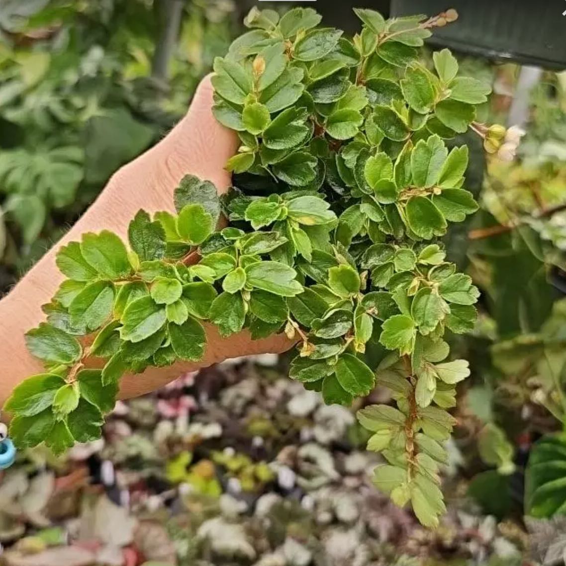 Photo of the plant species Begonia foliosa by @DesirousJade27 named Foliosa on Greg, the plant care app