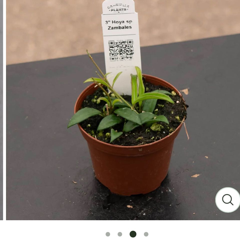 Photo of the plant species Wayetii by @DesirousJade27 named Zambales on Greg, the plant care app