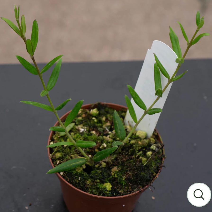 Photo of the plant species Waxflower by @DesirousJade27 named Engleriana on Greg, the plant care app