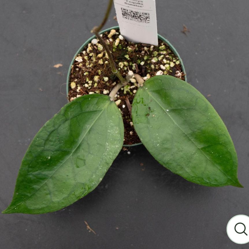 Photo of the plant species Tequila Sunrise Hoya by @DesirousJade27 named Tequila Sunrise on Greg, the plant care app