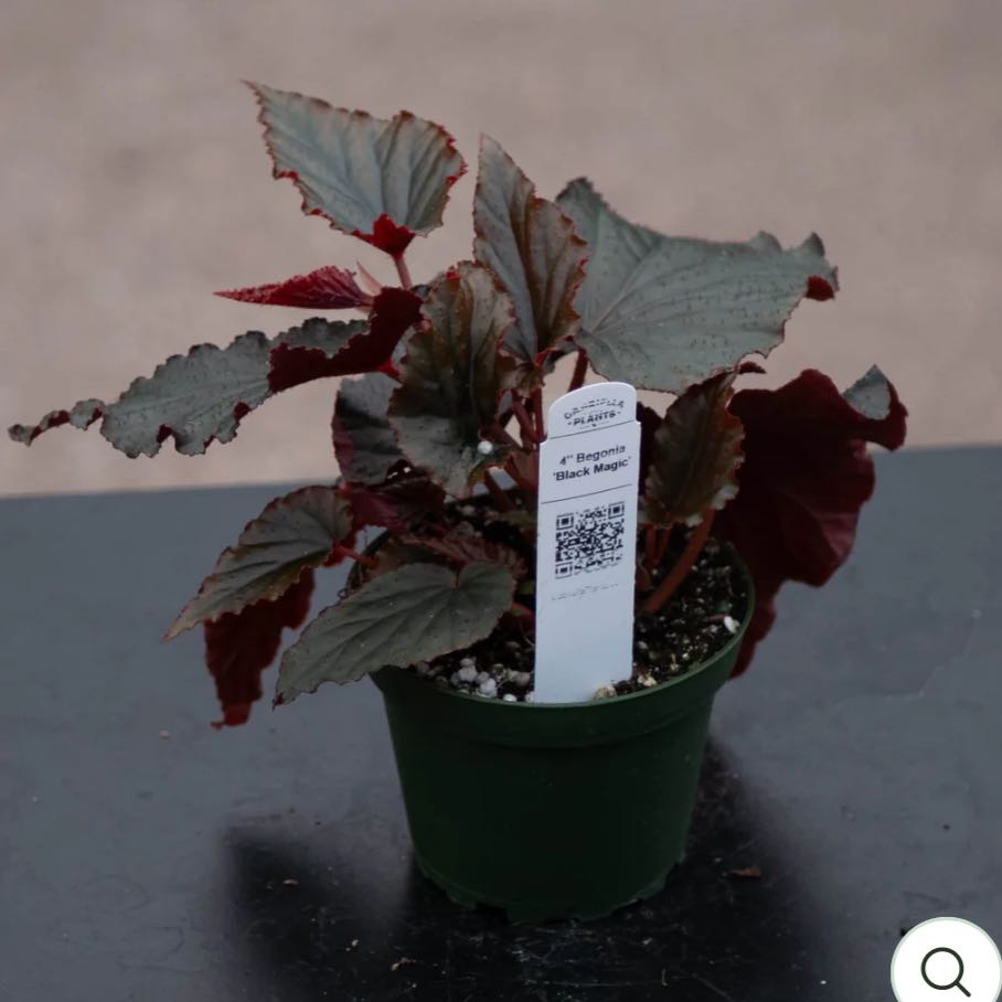 Photo of the plant species Black Magic by @DesirousJade27 named Black Magic on Greg, the plant care app
