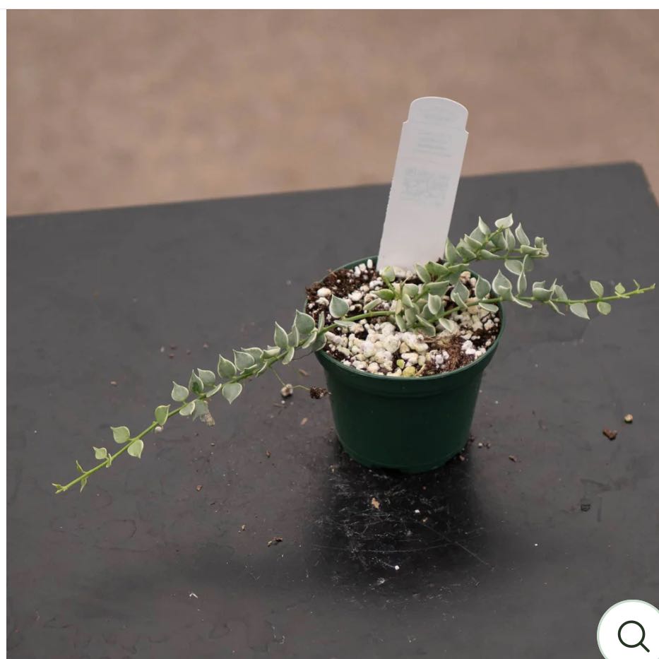 Photo of the plant species Million Hearts Dischidia by @DesirousJade27 named Mill Hearts Var on Greg, the plant care app
