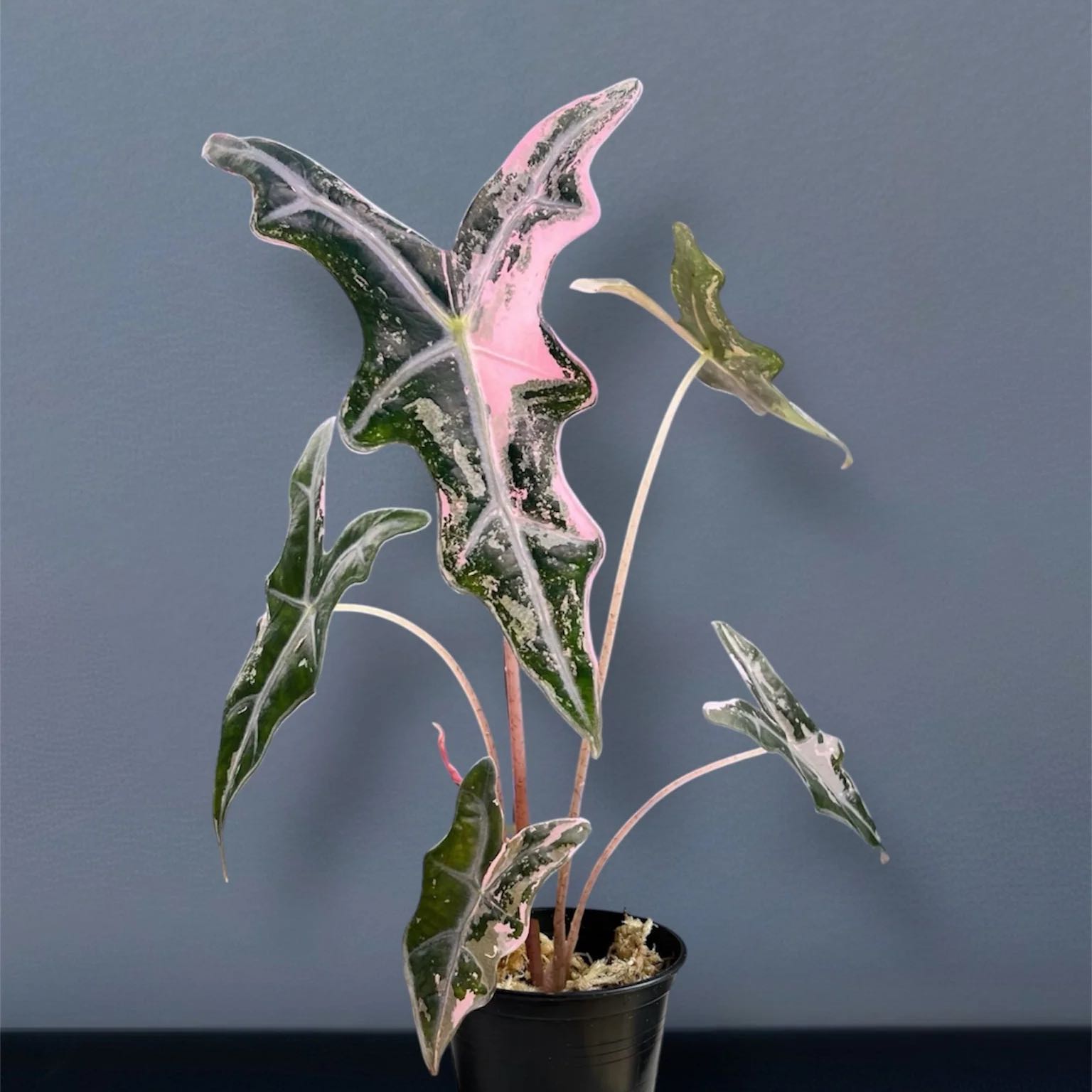 Photo of the plant species Alocasia Nobelis by @DesirousJade27 named Nobelis Pink K on Greg, the plant care app