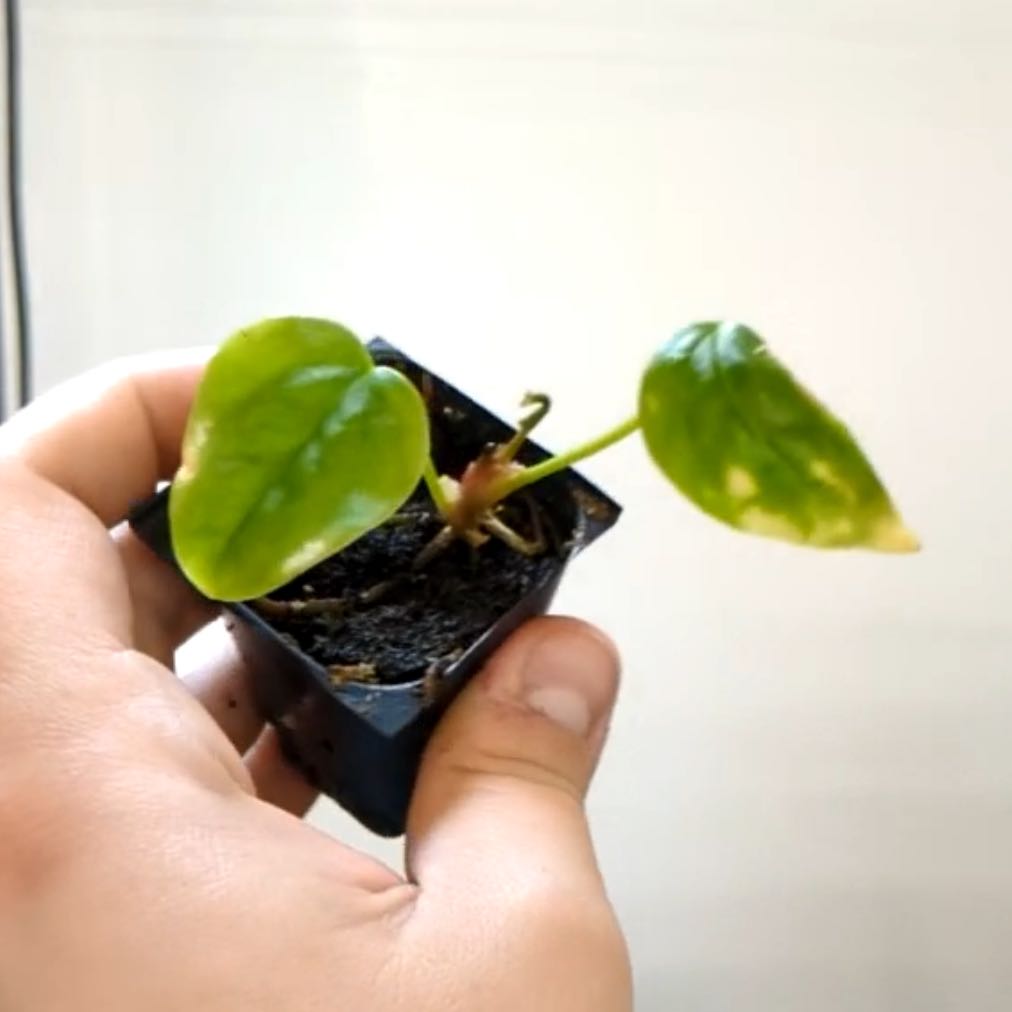 Photo of the plant species Anthurium veitchii by @DesirousJade27 named Unk on Greg, the plant care app