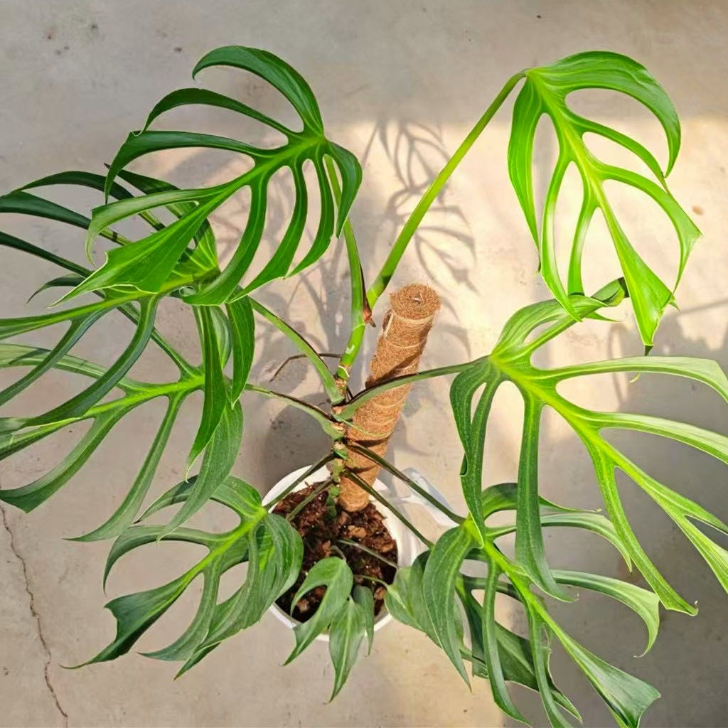 Photo of the plant species Burle Marx Flame Monstera by @DesirousJade27 named Burke Marx Flame on Greg, the plant care app
