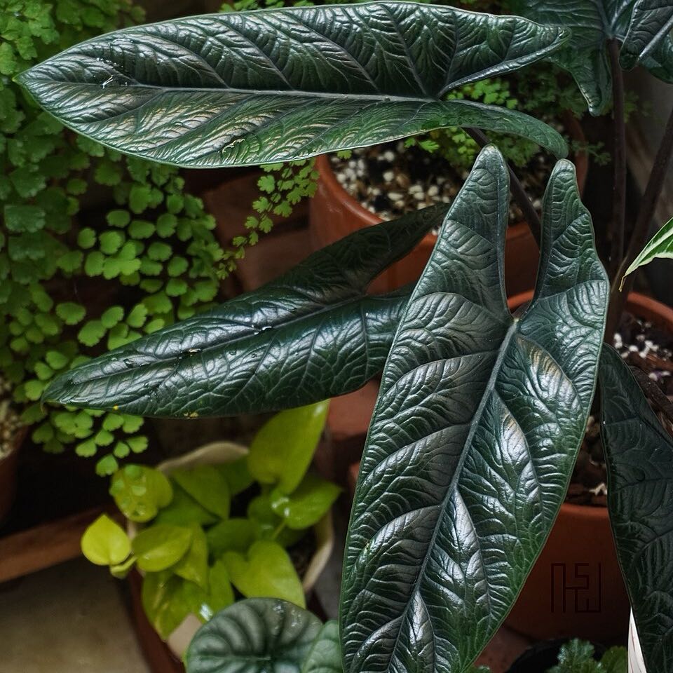 Photo of the plant species Alocasia Scalprum by @DesirousJade27 named Scalprum on Greg, the plant care app