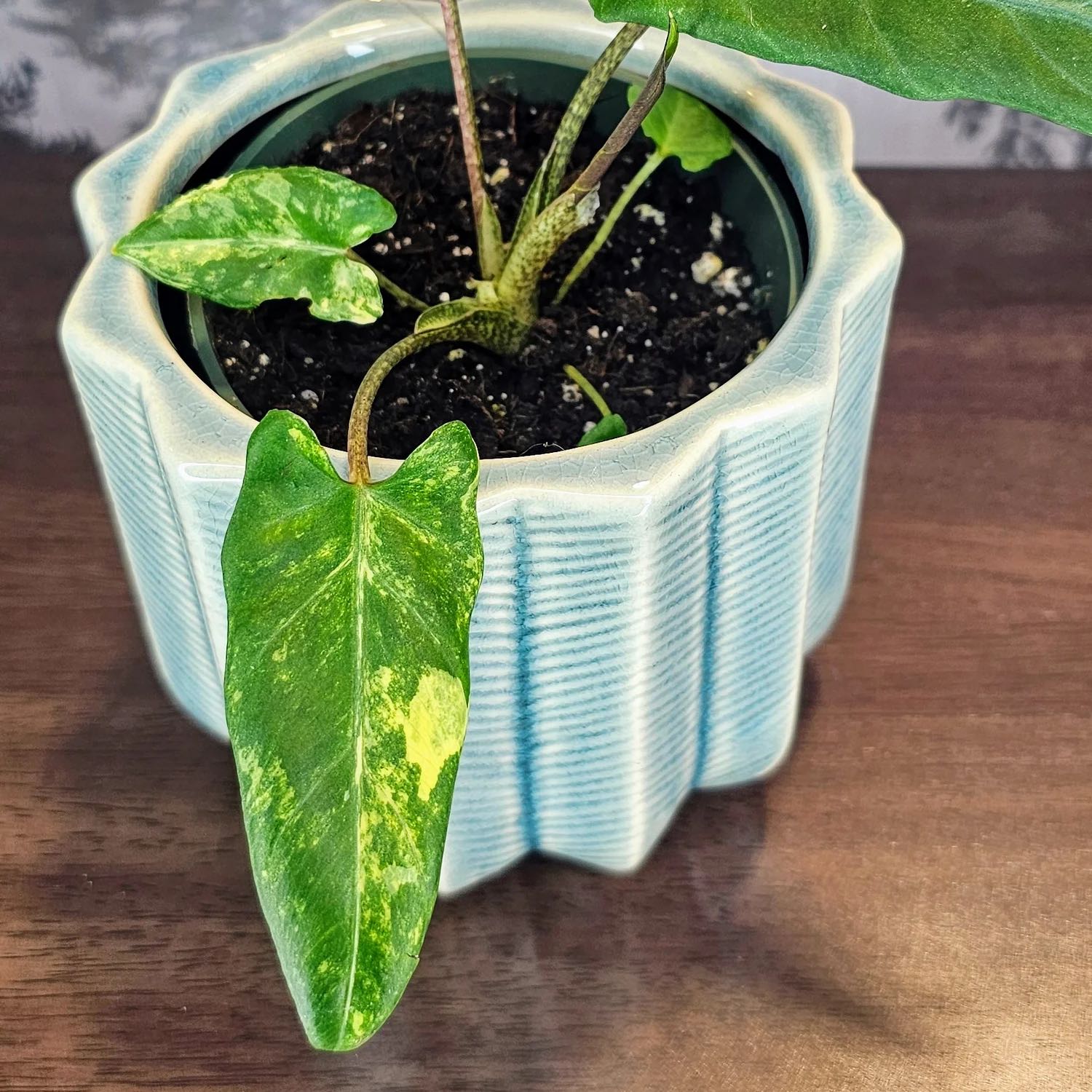 Photo of the plant species Alocasia Lauterbachiana Variegated by @DesirousJade27 named Lauterbachiana Aurea on Greg, the plant care app
