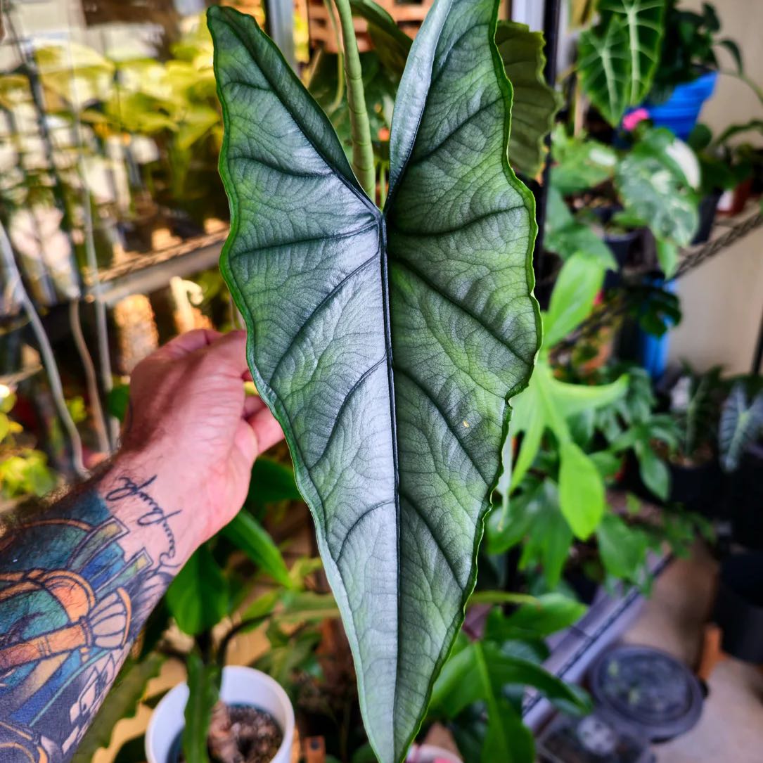 Photo of the plant species Dragon's Breath by @DesirousJade27 named Dragon’s Breath on Greg, the plant care app
