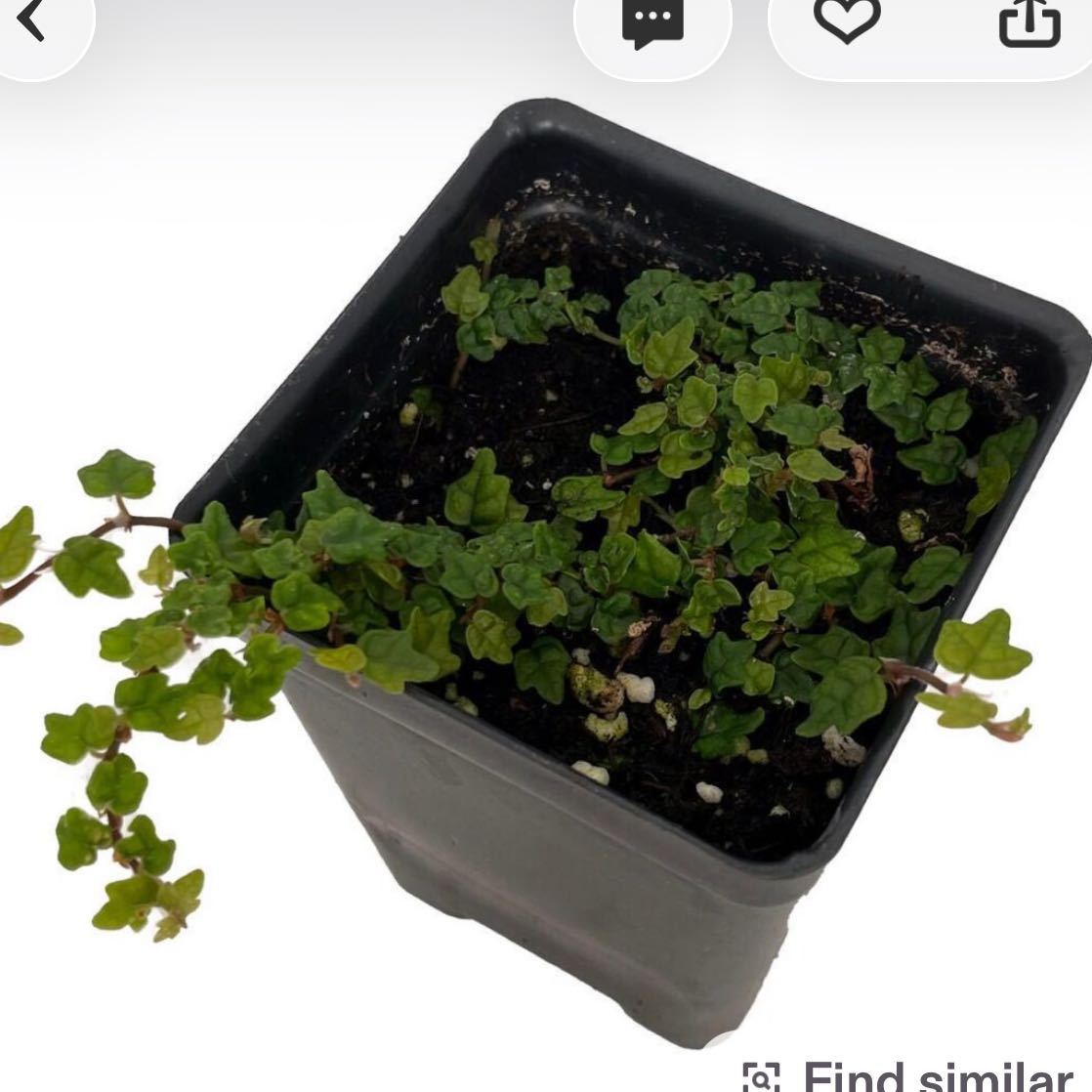 Photo of the plant species Miniature Oakleaf Fig by @DesirousJade27 named Oakleaf Fig on Greg, the plant care app