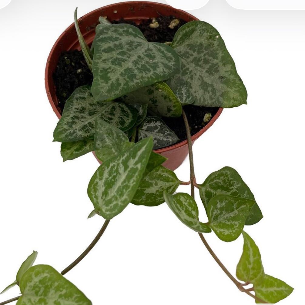 Photo of the plant species String Of Arrows by @DesirousJade27 named String of Arrows on Greg, the plant care app