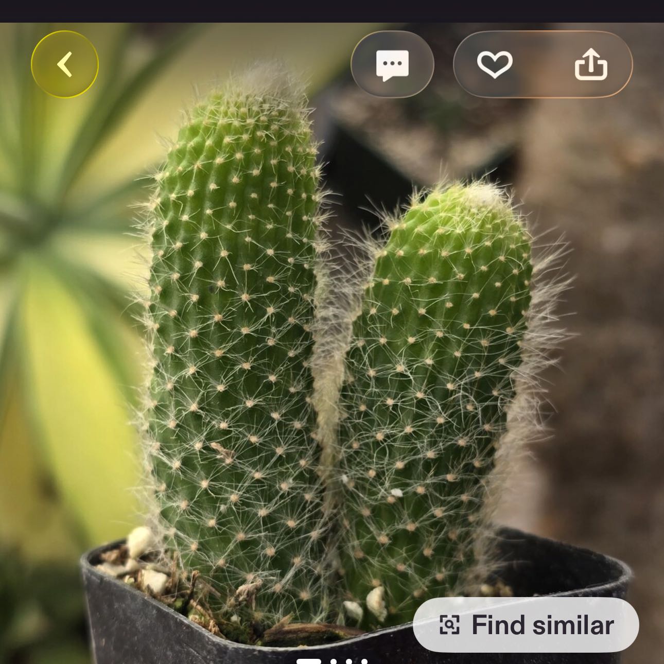 Photo of the plant species Monkey Tail Cactus by @DesirousJade27 named Monkey Tail on Greg, the plant care app