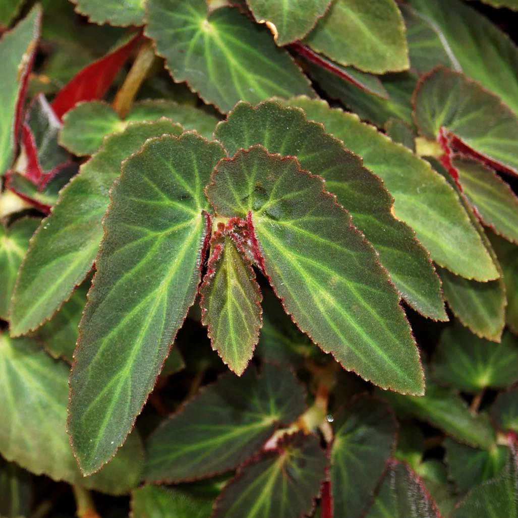 Photo of the plant species Brazilian Lady Begonia by @DesirousJade27 named Withlacoochee on Greg, the plant care app
