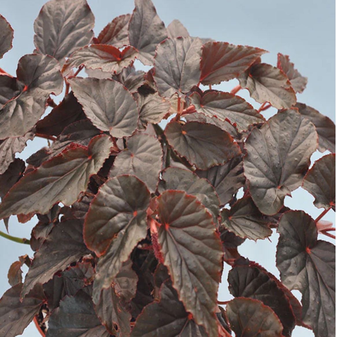 Photo of the plant species Begonia by @DesirousJade27 named Arabian Sunset on Greg, the plant care app
