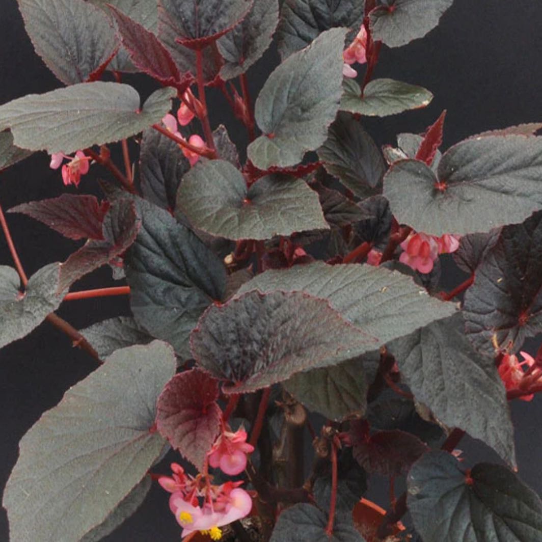 Photo of the plant species Begonia 'Burning Bush' by @DesirousJade27 named Burning Bush on Greg, the plant care app