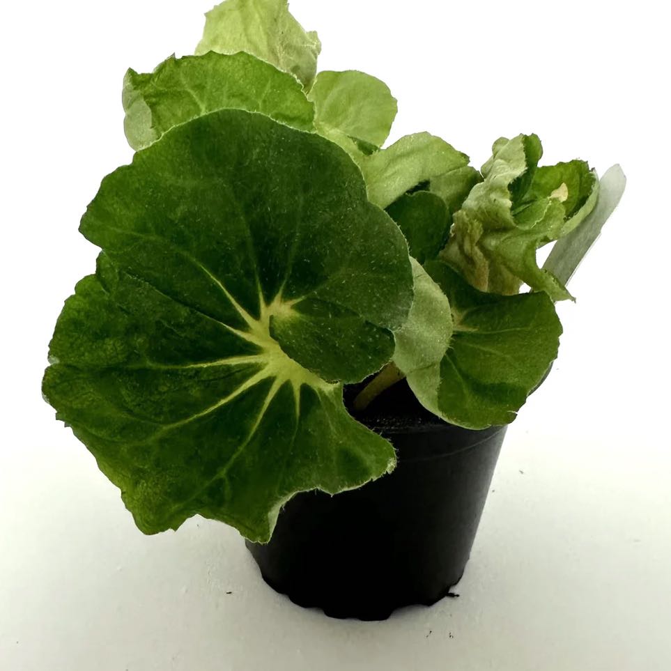 Photo of the plant species Begonia 'Steve's Leaves Lechuga' by @DesirousJade27 named Lechuga on Greg, the plant care app