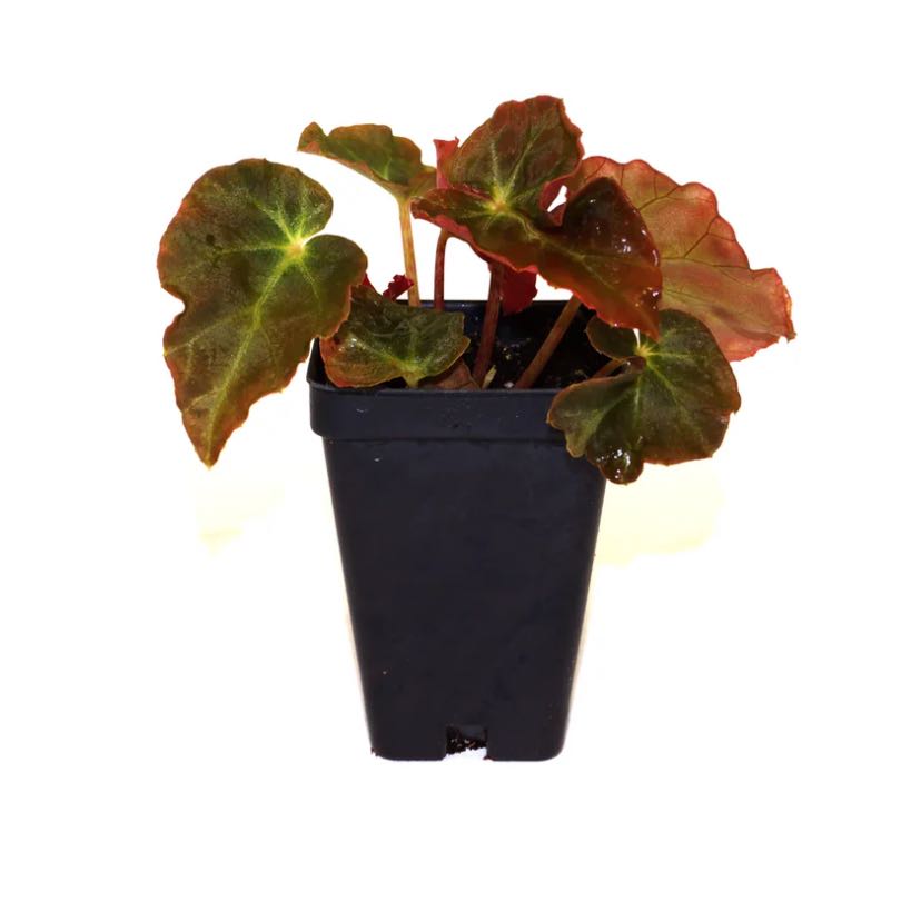 Photo of the plant species Burkill's Begonia by @DesirousJade27 named Burkilli (Ryan’s) on Greg, the plant care app