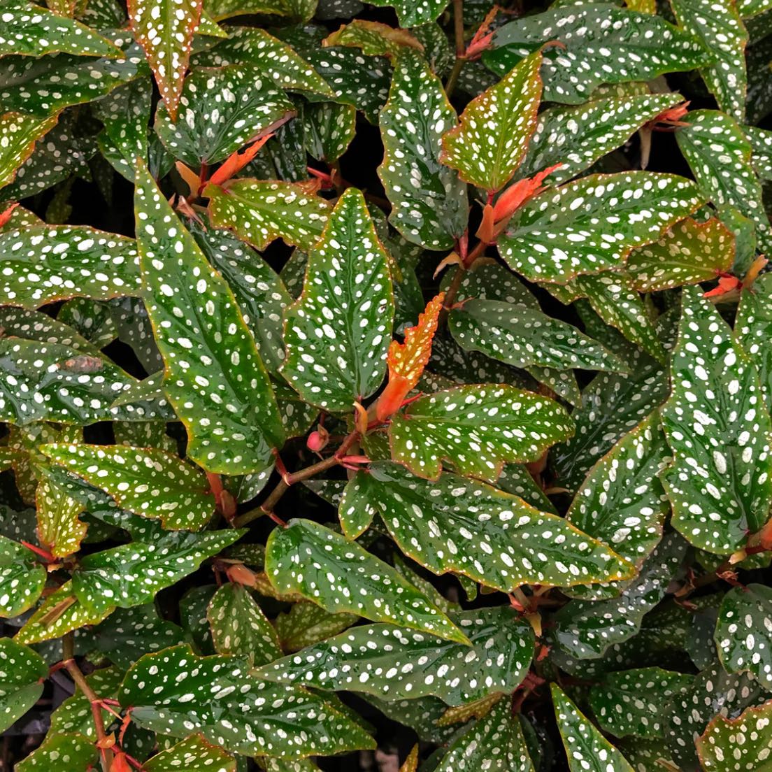 Photo of the plant species Begonia Medora by @DesirousJade27 named Medora on Greg, the plant care app