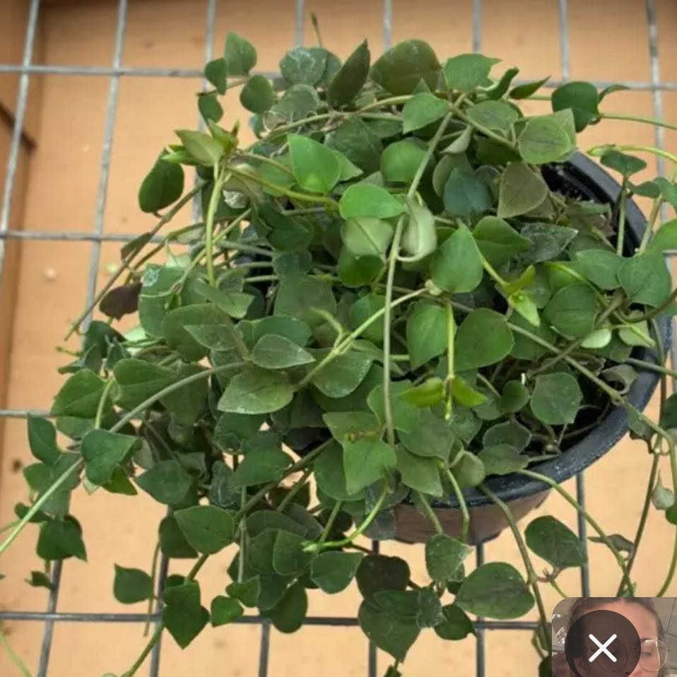Photo of the plant species Ceropegia caffrorum by @DesirousJade27 named Caffrorum on Greg, the plant care app